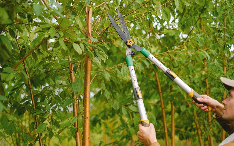 Tree trimming in Meacham, OR